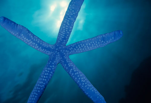 Blue starfish